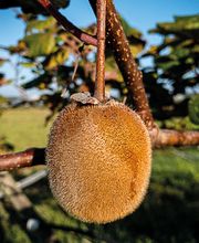 Ferme Fruitière de la Hautière image 4