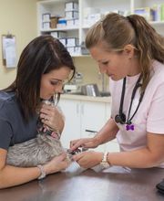 Palmetto Animal Hospital image 3