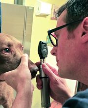 East Hampton Veterinary Group image 9