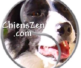 Chiens Zen image 18