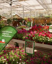 Blumen Eichenberger Oberrieden Bild 5