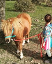 Escuela de Doma Clásica EV imagen 10