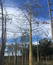 Planthispania imagen 4