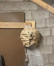 Tous Nuisibles Lorraine image 5