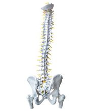 Osteopatía GVG imagen 11