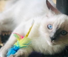 Comme Un Chat image 1