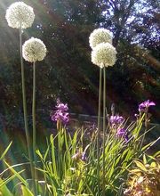 GC Jardins Gilles Chazal image 2