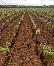 Domaine Besancenot EARL image 15