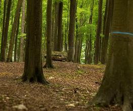 FriedWald Grevesmühlen Bild 5