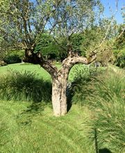 Royal Jardin sarl Bild 10