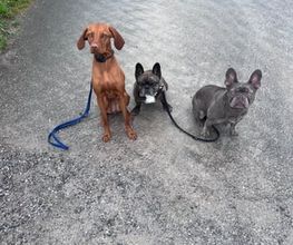 Focus Dogs Hundeschule KlG Bild 3