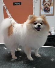 Chien Beauté image 6