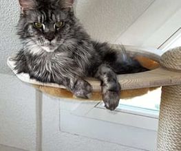 katzenbaum.ch Bild 9