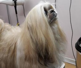 Chien Chat Chic image 3