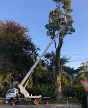 Breizh Arborescence image 1