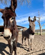 Eclair et Coquin image 2