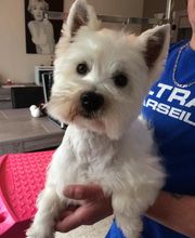 Toilettage canin et felin à domicile image 6