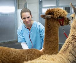 Tierklinik Leimental Bild 12