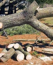 Grimpereau Elagage image 2