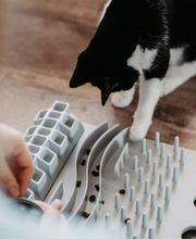 Katzensitting & Verhaltensberatung Ruffy and me Bild 1