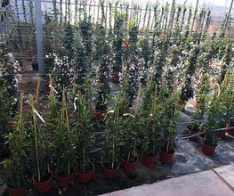 frutales-03.jpg