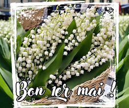 Gypsophile image 7