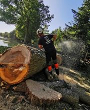 Au sommet de l'arbre image 2