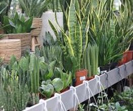 Intratuin Etten-Leur afbeelding 7