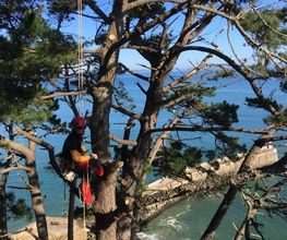 ALB-Arbor image 5