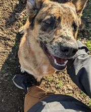 Patte et Museau image 14