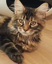 Pattenrond & Cie image 2