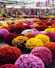 Pépinières Bourquin image 3