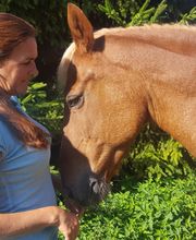 Pferd im Einklang Bild 1