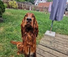 H.O.N.A.S - Mobile Hundeschule Bild 11