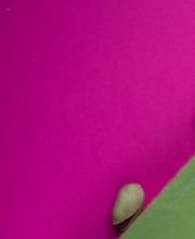 Don Paleteros imagen 1