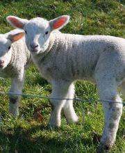 Das alte Pastorat Bild 19