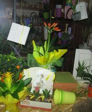 Gallery Cliente