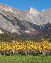 Weingut Jürg & Daniela Bild 2