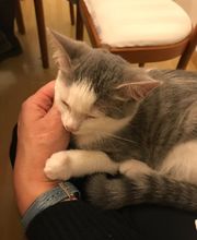 Comme Un Chat image 7