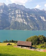 Schweizer Original Braunvieh Zuchtbetrieb Quarten Bild 2