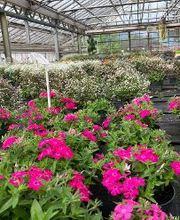 Gärtnerei van Oordt Bild 2