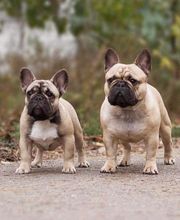 Pension chiens et chats l'afghanerie Mouette Brigitte mouette image 3