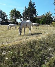 Centre Equestre De La Guérinière image 2