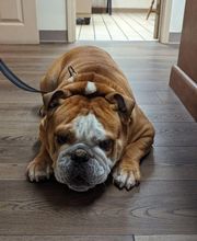 Lashley Animal Hospital image 10