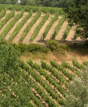 DOMAINE DE L'ÉTÉ ET CHATEAU DES ROCHETTES SCEA CATHERINE NOLOT image 9