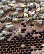 Marché Paysan Bühlmann Bild 10