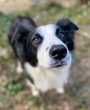 Patte et Museau image 18