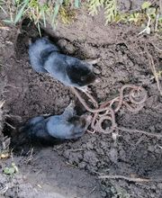 Priouzeau Pro Nuisibles image 4