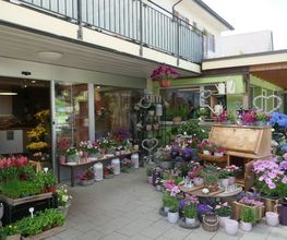 Blumen Eichenberger Oberrieden Bild 2