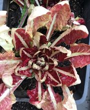 Restaurant Alten Löwen Bild 10